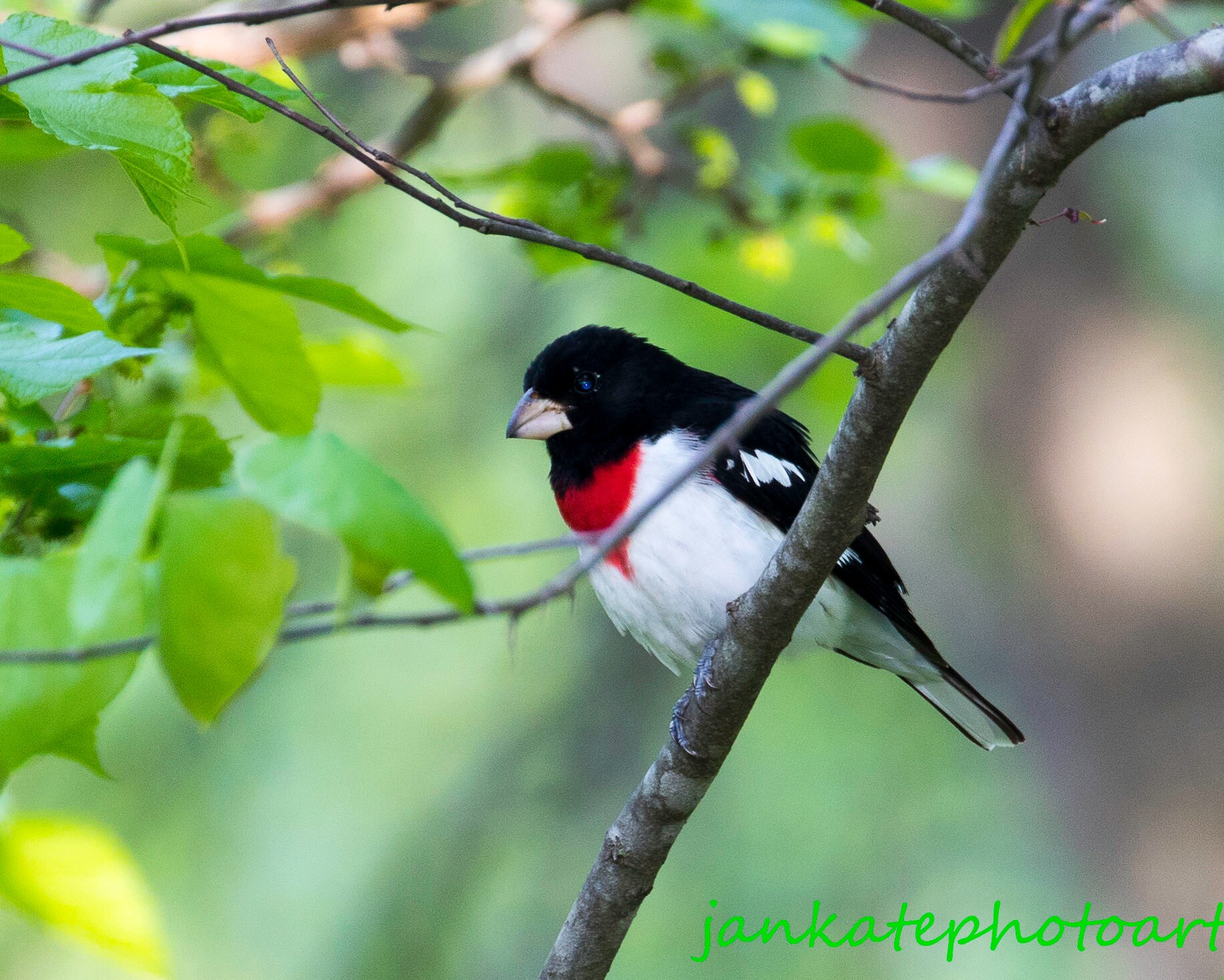 Rose-breasted Grosbeak, wildlife photography, fine art print, canvas, thin metal, bird photography, spring, summer, songbird, birding