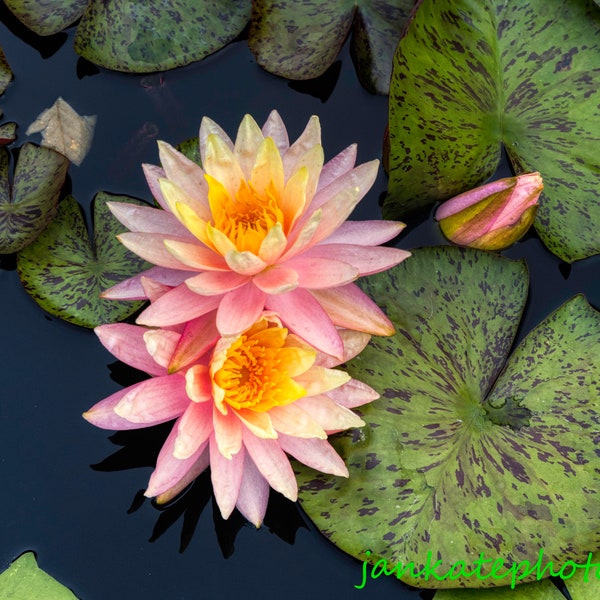 Yellow and Pink water lily, lilies water, flower, Downloadable Art, Digital Download, fine art print, garden art, floral home decor