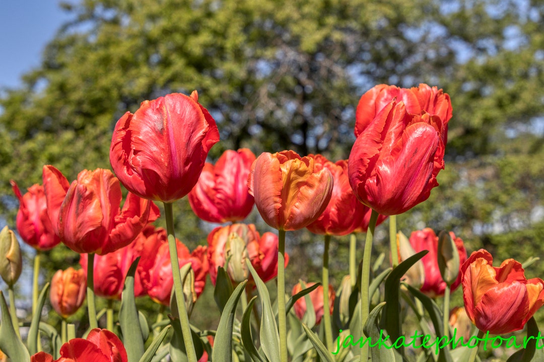 Red Orange Tulip Flowers, Pretty Spring Scene, Country Picture, Midwest