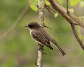 Pretty Eastern Phoebe, bird photography, nature art print photo, metal print, canvas wrap, free shipping, birding, bird lover gift, brown