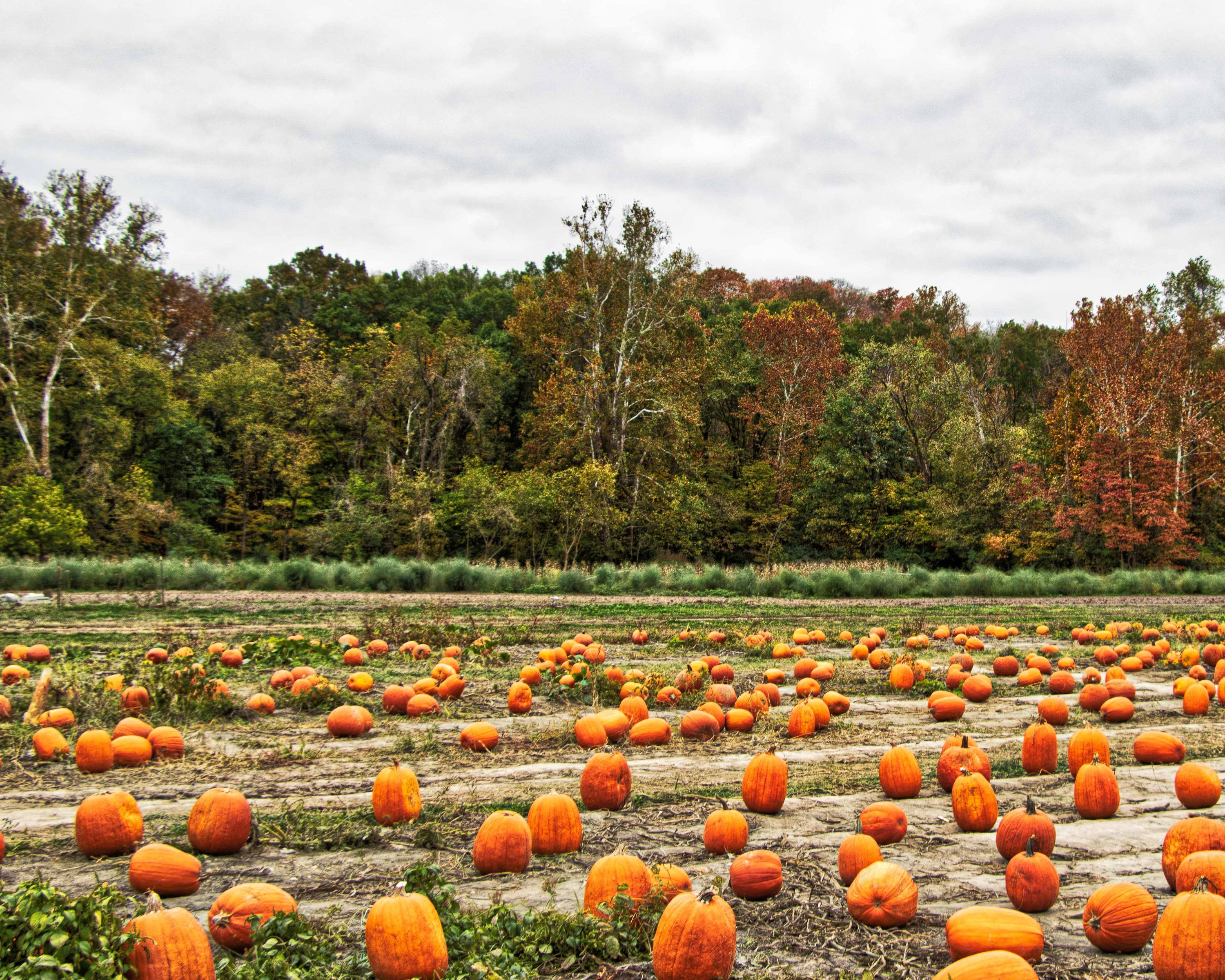 Fall pumpkin patch farm in Missouri Midwest fall rural Etsy
