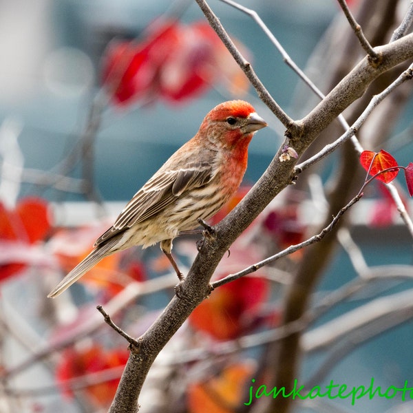 House Finch on red fall tree, Adult male, Bird photography, metal print, purple, canvas wrap, nature art photo print, autumn leaves