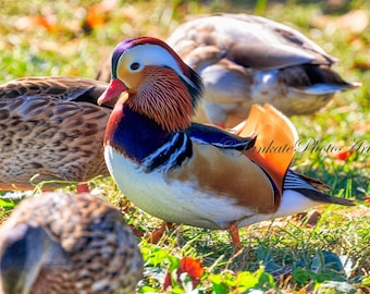 Colorful Mandarin duck, Bird photography, wildlife photography, art print, Missouri, Midwest, canvas, birding, Asian duck, bright, intense