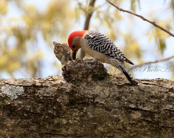 Red-Bellied Woodpecker, bird photography, nature art, wildlife photography, art print, metal print, bird, red, photo print, canvas wrap