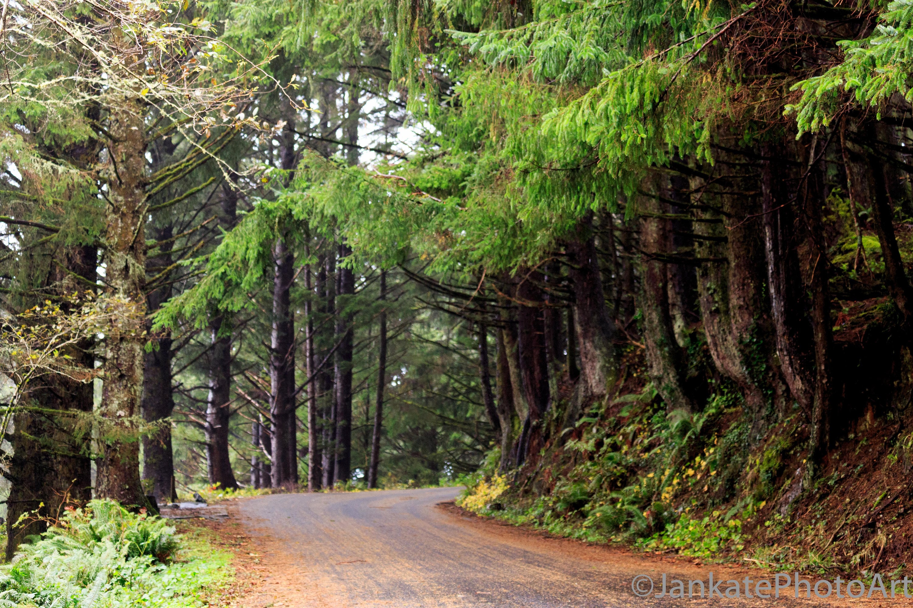 Country Road of Pine Trees in Oregon Coast Pacific Northwest Etsy