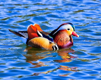 Mandarin duck, Bird photography, wildlife photography, art print, Missouri, Midwest, canvas, birding, Asian duck, colorful bright, intense