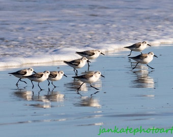 Sanderling birds on the beach, Bird photography, metal print, canvas wrap, nature photo, fine art print, Florida sea coast, small shorebird