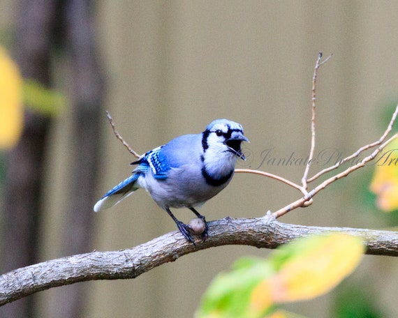 Blue jay defending his dinner Bird photography wildlife | Etsy