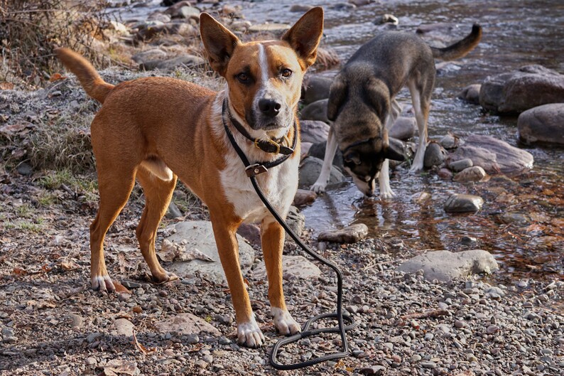 Rope Slip Lead Black Rope Leash Custom Slip Lead Etsy