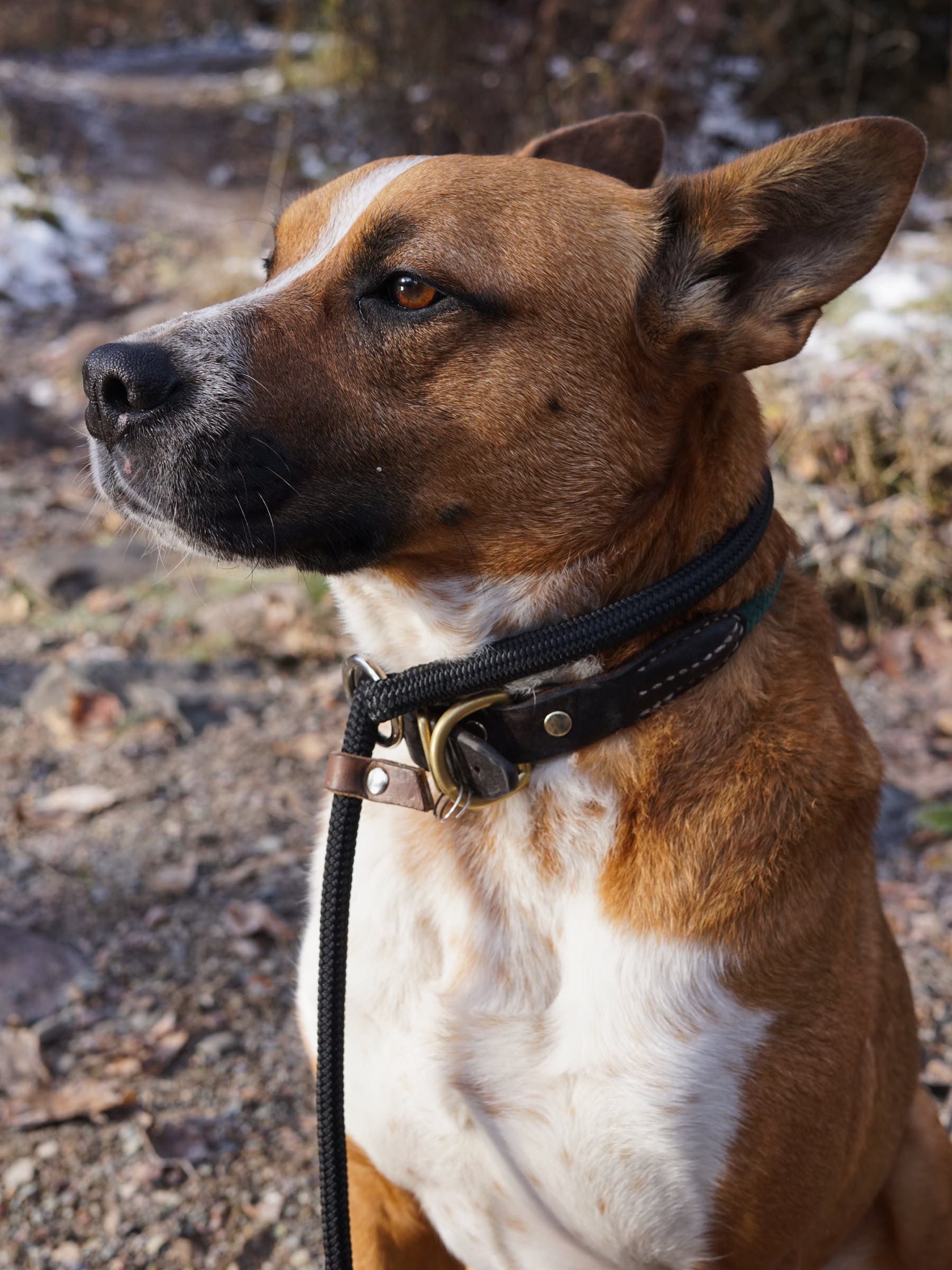 Rope Slip Lead Black Rope Leash Custom Slip Lead Etsy