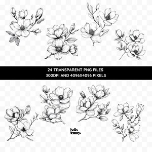 Magnolia Flower Outlines Clipart Pack, Magnolia Floral Clip art for commercial use, Transparent PNGs, Royalty Line Art Flowers