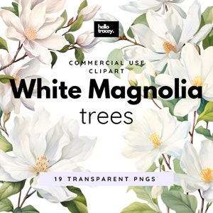 May include: A digital illustration of white magnolia flowers with green leaves. The image is labeled "White Magnolia trees" and "19 Transparent PNGs".