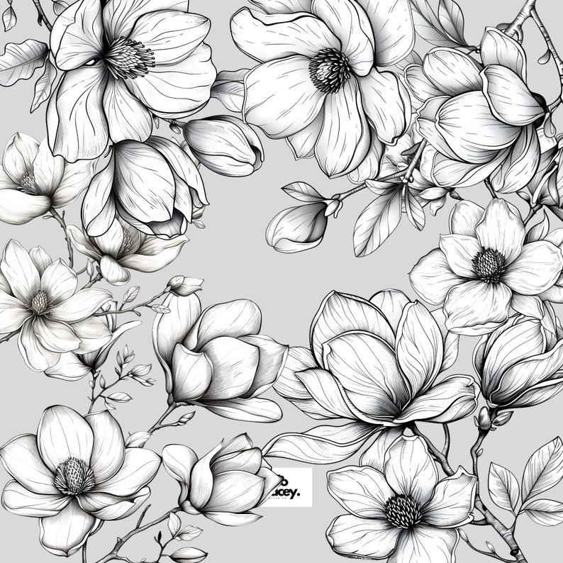 Magnolia Flower Outlines Clipart Pack, Magnolia Floral Clip art for commercial use, Transparent PNGs, Royalty Line Art Flowers