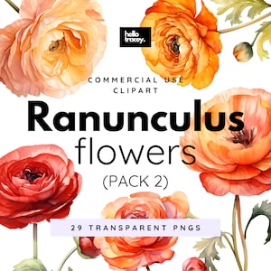 Ranunculus Flowers Clipart Pack, Clip art for commercial use, Transparent PNGs, Royalty Free Florals Red Peach Orange Buttercup Flowers