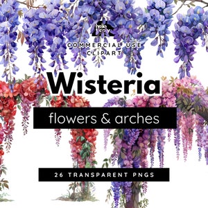 Blauweregen bloemen & bogen clipart pack, paars roze blauweregen hangende wijnstokken illustraties voor commercieel gebruik, transparante PNGs, bloemen bloemen