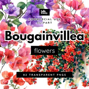 82 Bougainvillea Blumen Büsche Clipart Pack, Bougainvillea Clip Art für kommerzielle Nutzung, transparente PNGs, rot lila rosa Blumenreben