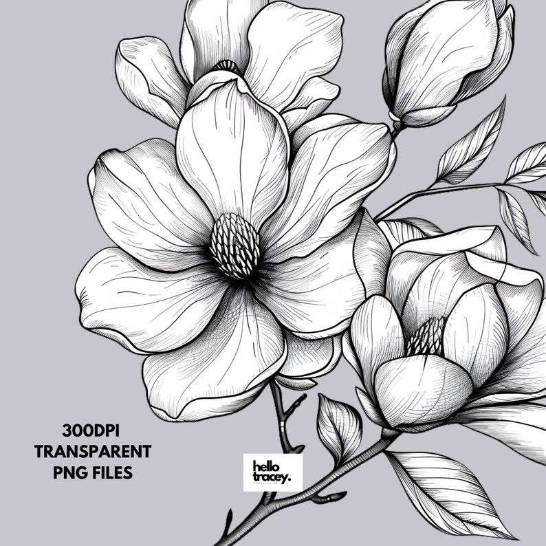 Magnolia Flower Outlines Clipart Pack, Magnolia Floral Clip art for commercial use, Transparent PNGs, Royalty Line Art Flowers