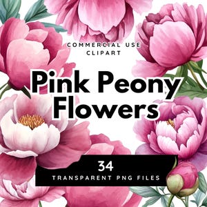 Paquete de imágenes prediseñadas de flores de peonía rosa, imágenes prediseñadas de peonías ruborizadas para uso comercial, PNG transparentes, gráficos florales hermosos sin regalías