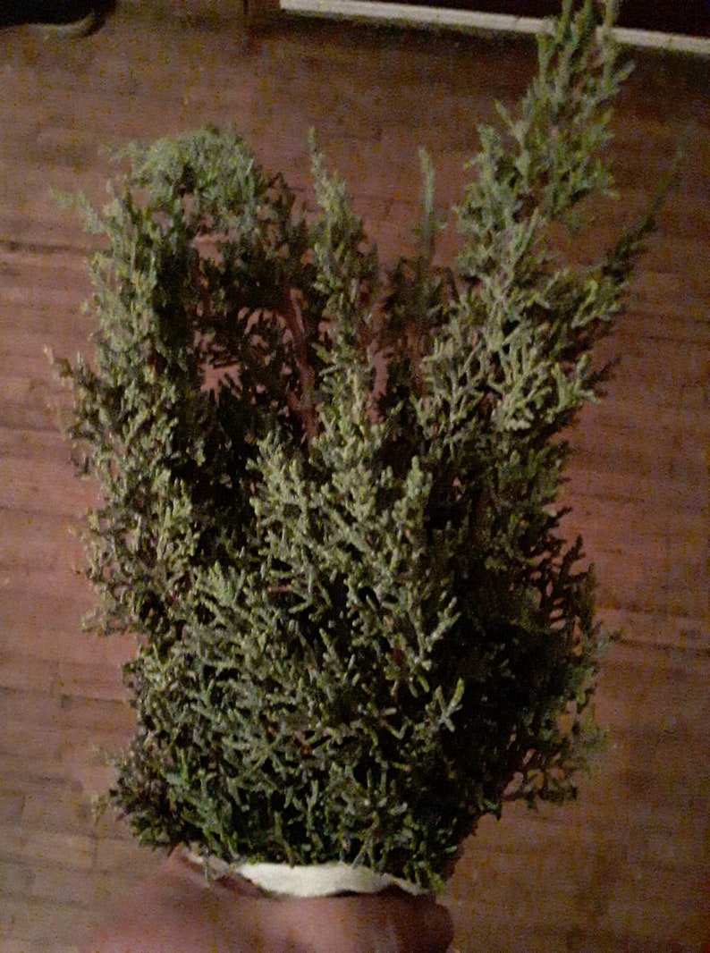 1lb of fresh Juniper Branches image 2