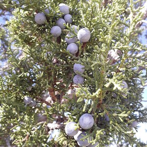 1lb of fresh Juniper Branches image 3