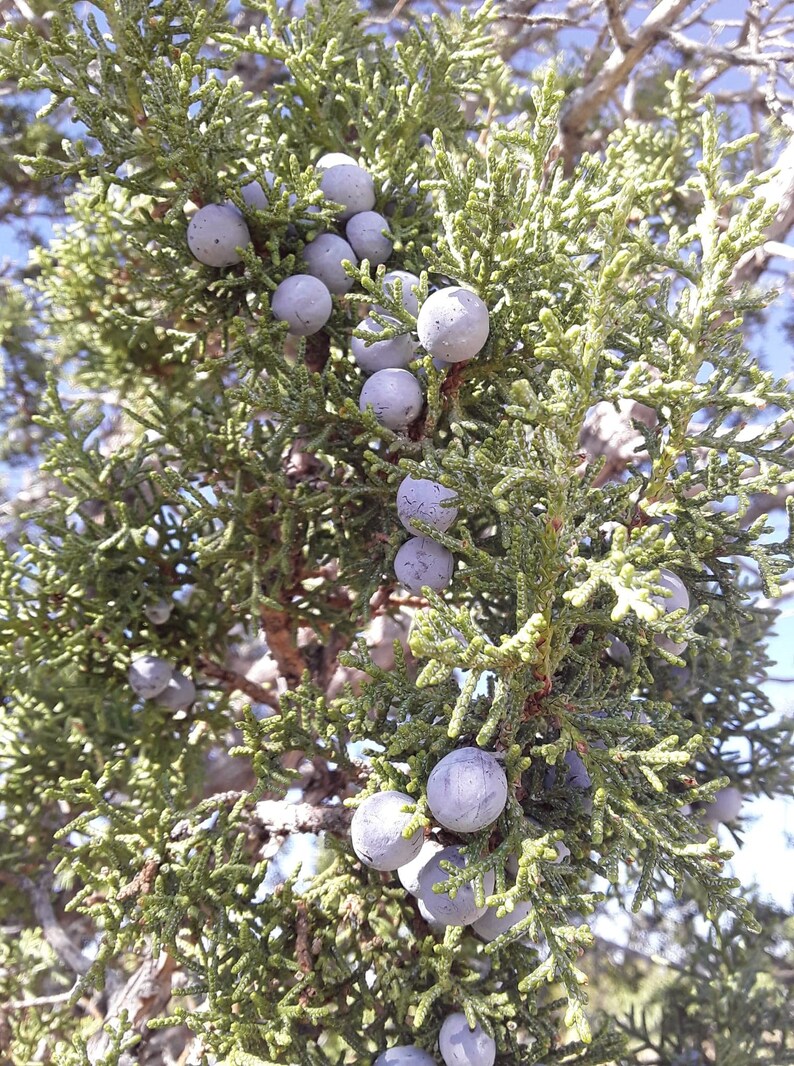 1lb of fresh Juniper Branches image 3