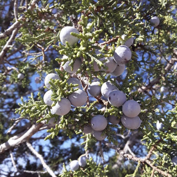 Fresh Juniper Berry, Wild Harvested in Arizona. Juniperus osteosperma, Utah Juniper