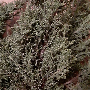 1lb of fresh Juniper Branches image 4