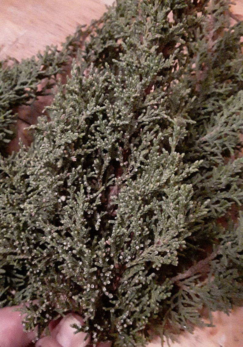 1lb of fresh Juniper Branches image 4