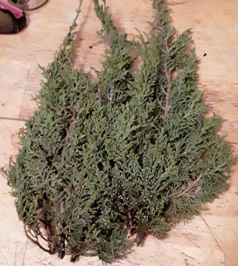 1lb of fresh Juniper Branches image 1