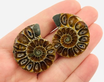 Coquillages Mineraux Fossiles Et Tillandsias By Terrariaart Coquillages Mineraux Fossiles Et Tillandsias By Terrariaart