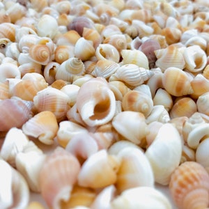Shell 1 kilo, nassarius vibex, orange shell, small shell, shell purchase, nassa shell, mosaic, collection, diy image 8
