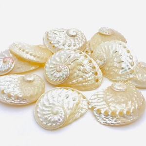 Könnte beinhalten: Eine Sammlung schillernder, perlmuttartiger Muschelschalen. Die Schalen haben ein spiralförmiges Design und eine glatte, strukturierte Oberfläche. Die Schalen sind cremeweiß mit rosa und blauen Farbtönen.