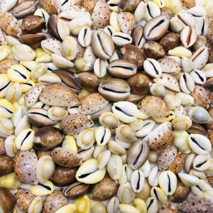 Könnte beinhalten: Nahaufnahme einer Sammlung von Kaurischnecken in verschiedenen Brauntönen, Weiß- und Cremetönen. Die Muscheln sind in einem zufälligen Muster angeordnet und erzeugen eine natürliche und organische Textur.
