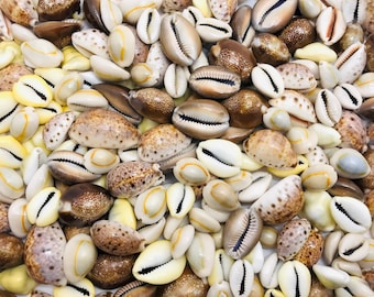 Peut inclure: Gros plan sur une collection de coquillages cauris dans différentes nuances de brun, blanc et crème. Les coquillages sont disposés de manière aléatoire, créant une texture naturelle et organique.
