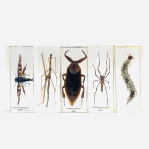 Insecte résine, XXL, cabinet de curiosité, collection d'insecte, inclusion résine, taxidermie, vintage, bloc de résine, scorpion, araignée