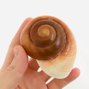 Puede incluir: Una concha de caracol lisa y en espiral que presenta un degradado de colores, pasando de un marrón oscuro profundo en el centro de la espiral a un tono beige cremoso y blanco roto hacia el borde exterior del cuerpo redondeado de la concha.