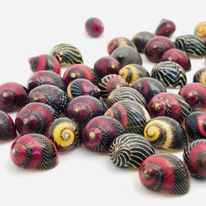 Small shell, vittina waigiensis, red shell, yellow shell, nerite, neritina, shell collection, curiosity cabinet, nerita image 2