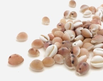 Small Seashell, Monkfish Trivia, Arctica Trivia, Mini Pink