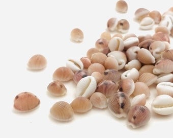 Small shell, trivia monacha, trivia arctica, mini pink shell, small shell jewelry creation, porcelain, cowrie shell, coffee bean