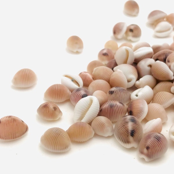 Small shell, trivia monacha, trivia arctica, mini pink shell, small shell jewelry creation, porcelain, cowrie shell, coffee bean