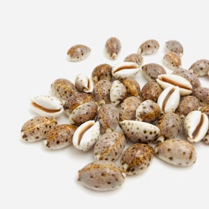 Small shells, Cypraea lynx, cowrie, cabinet of curiosities, cowrie shell, shell jewelry, shell lot, creative hobbies