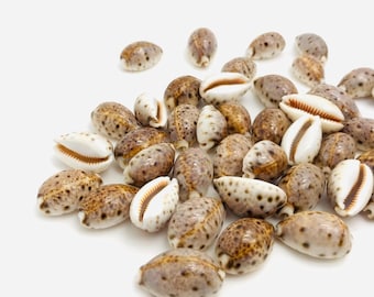 Peut inclure: Une collection de coquillages de cauris bruns et blancs avec des taches brunes. Les coquillages sont disposés en tas sur un fond blanc.