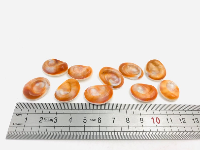 Œil de sainte lucie lot de 10 yeux sainte lucie coquillage Etsy France Œil de sainte lucie lot de 10 yeux sainte lucie coquillage Etsy France