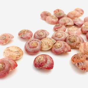 May include: A collection of small, spiral-shaped seashells in shades of pink, beige, and brown. The shells are scattered on a white surface, with varying textures and patterns visible on their surfaces. The image is well-lit, highlighting the natural colors and details.
