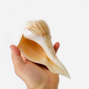 Peut inclure: Un grand coquillage brun clair avec un intérieur blanc. La coquille est tenue dans la main d'une personne.
