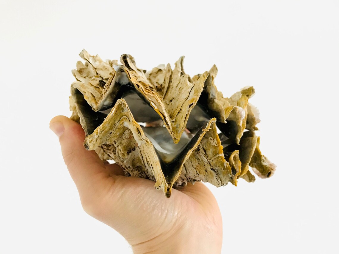 Hyotissa hyotis lopha shell curiosity oyster Etsy