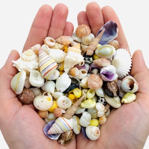 Mixture of small natural shells, bulk shells, cabinet of curiosities, shell crafts, shell lot, wedding decoration