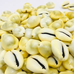 Cowrie shell, cypraea moneta, shell, porcelain, shell bracelet, creative leisure, mosaic, small white shell, yellow shell image 3