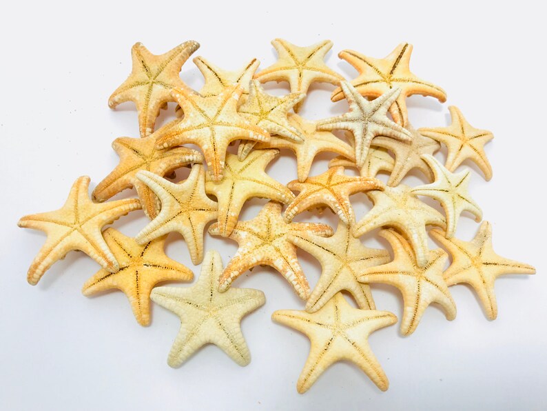 Estrella de mar naranja estrellas de mar real gabinete de | Etsy