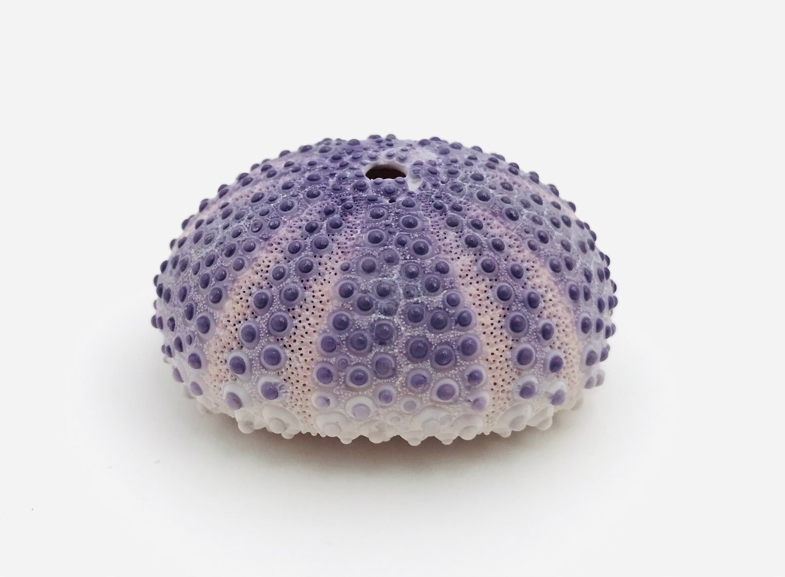 Oursin colobocentrotus atratus coquille d'oursin oursin Etsy